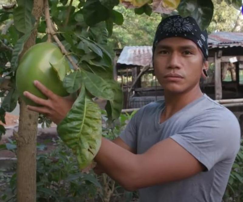 Miracle fruit or calabash fruit