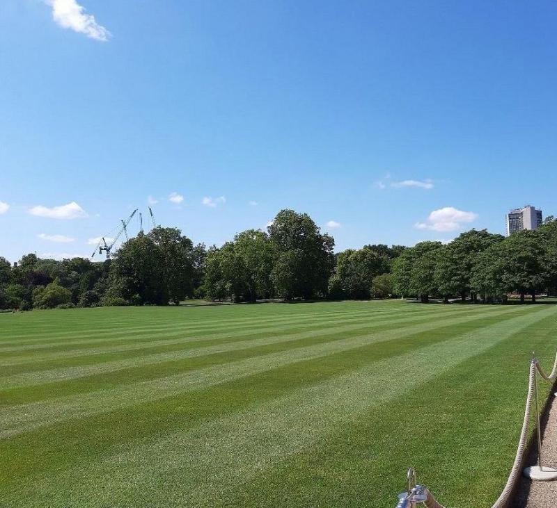buckingham palace lawn
