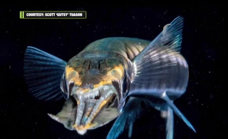 Blackwater diving in Amazing Earth