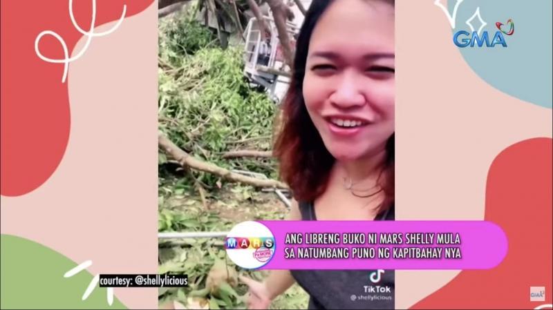 fallen trees and coconuts